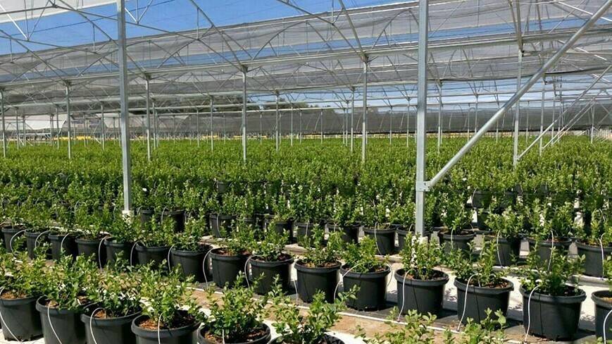 Projar-arandano_en_maceta|Projar-arandano